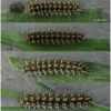 melit didyma larva3 volg2